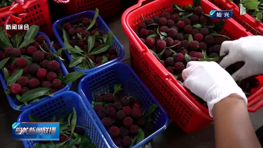 我市各地楊梅迎來(lái)成熟采摘期