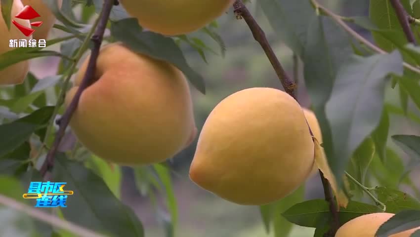 “桃”醉樂(lè)昌 開(kāi)啟甜蜜夏日